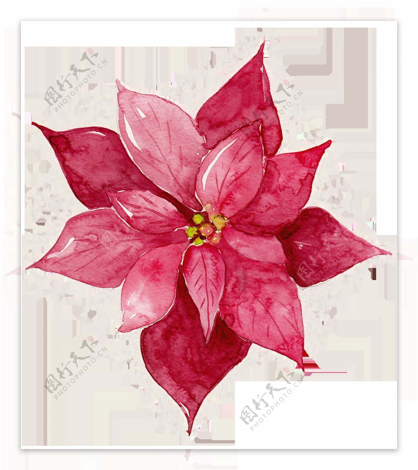 红色水彩花卉免抠图素材