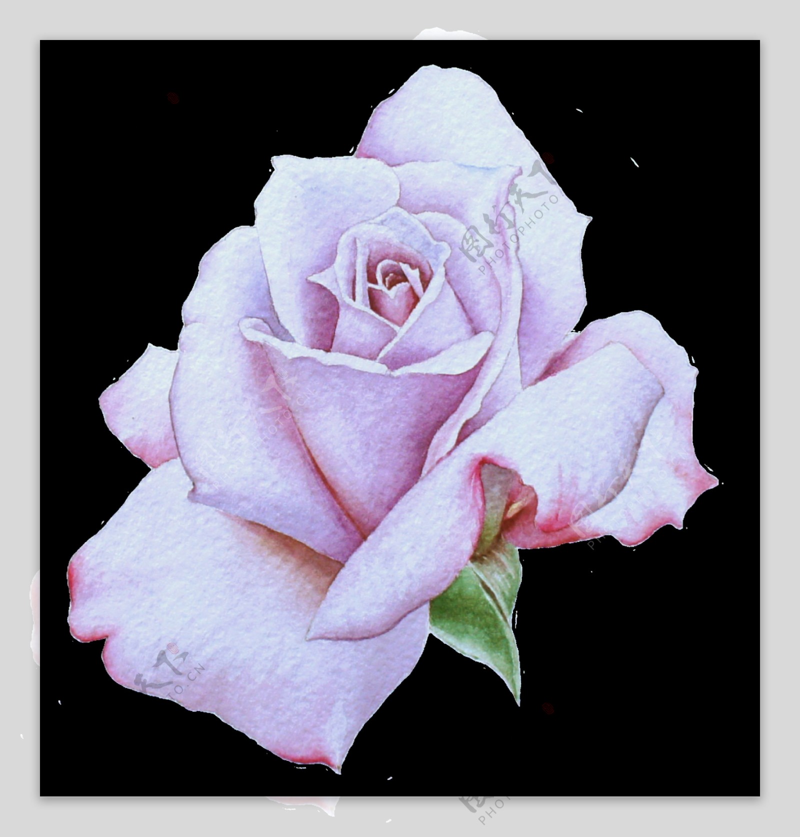 彩绘一朵逼真的玫瑰花png透明素材