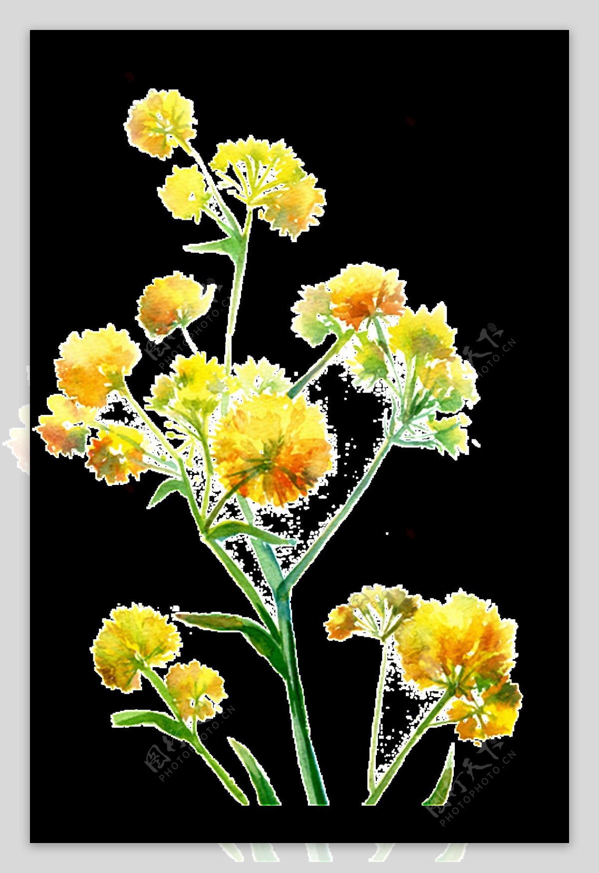 明亮黄色手绘菊花装饰元素