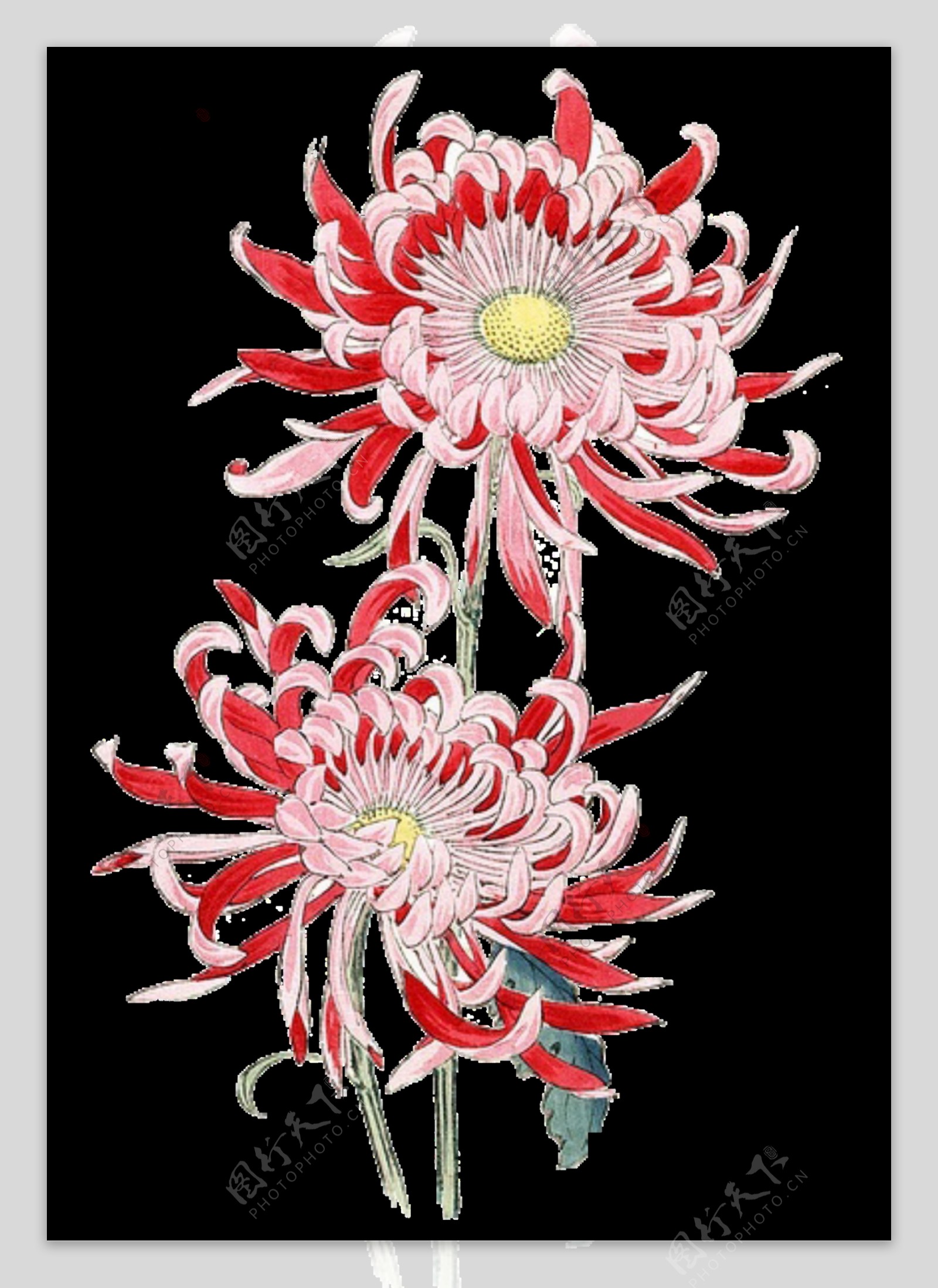 美丽鲜红色花朵手绘菊花装饰元素