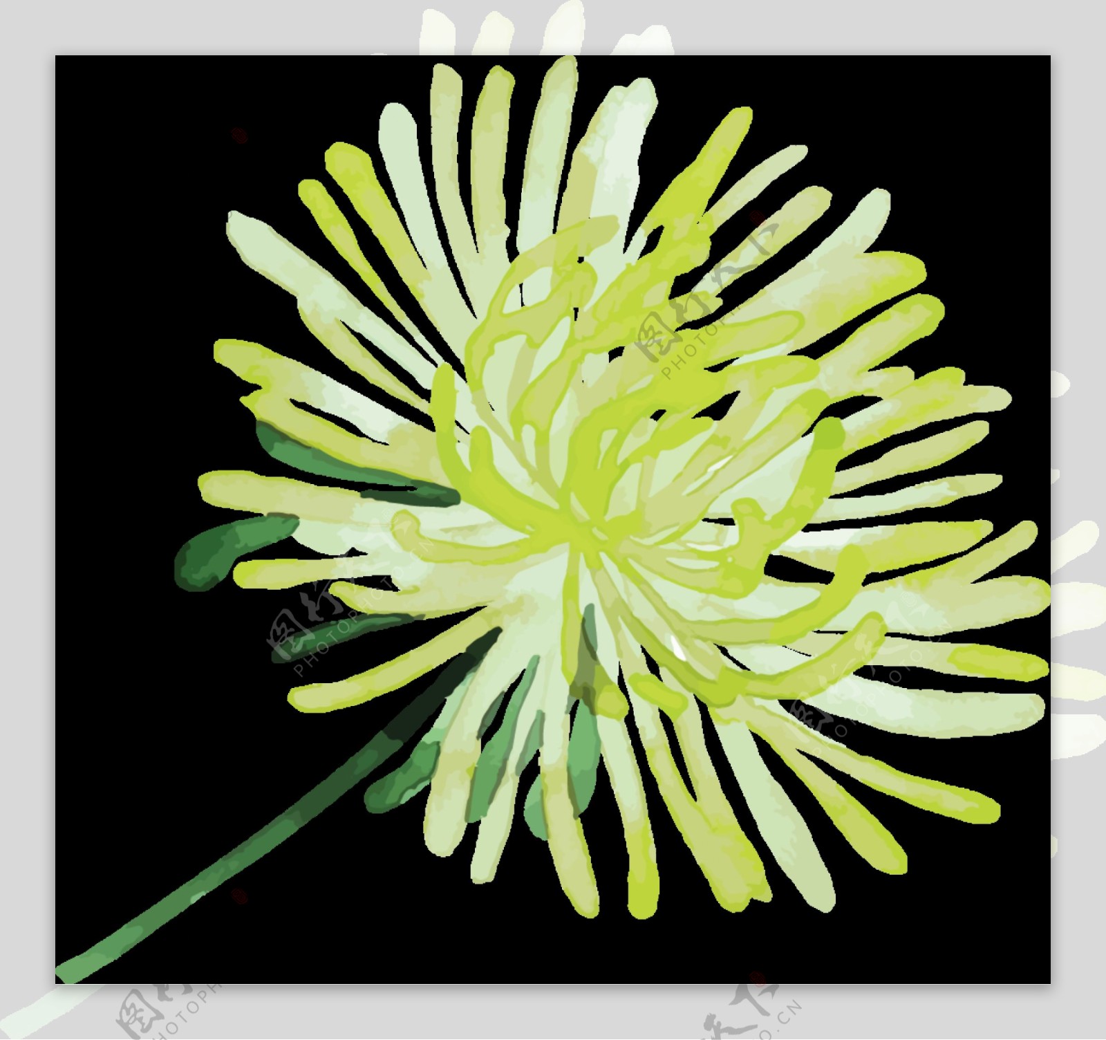素雅黄白色花朵手绘菊花装饰元素