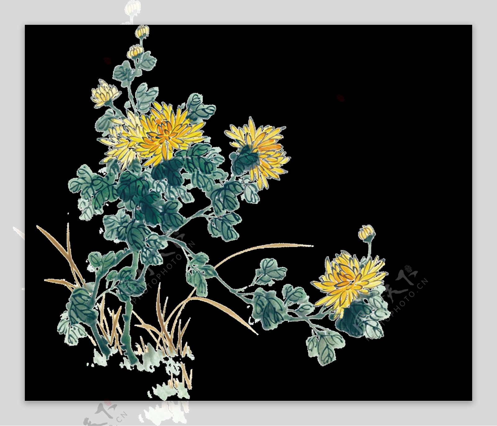 清新写实风格手绘菊花装饰元素