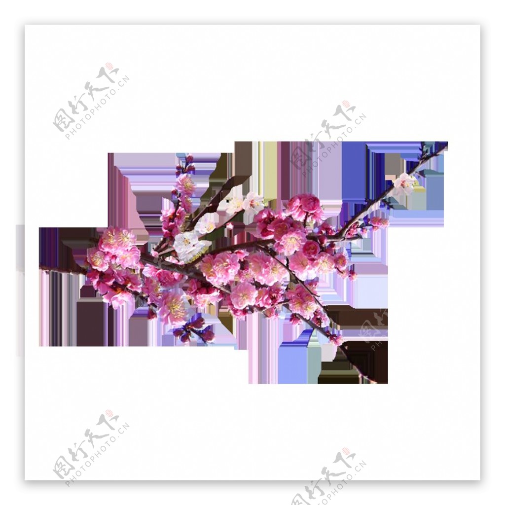 清新风格紫红色樱花装饰元素