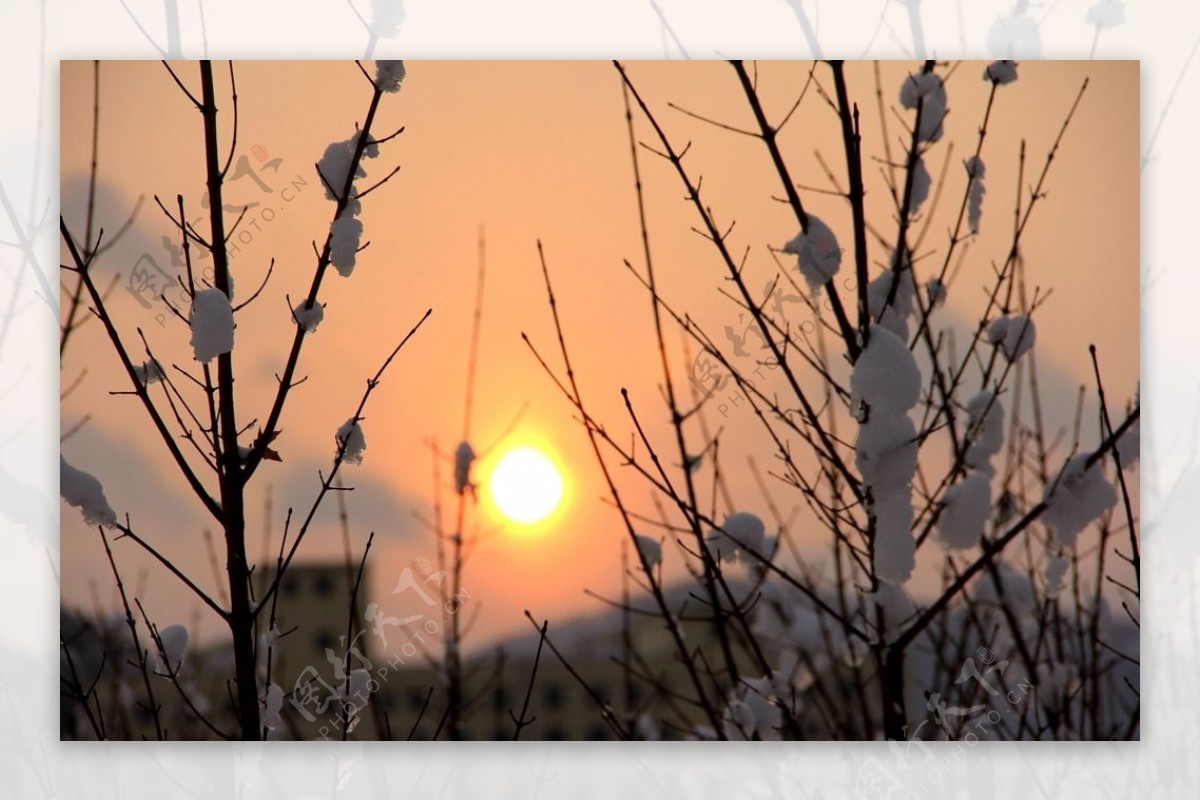 雪印夕阳红