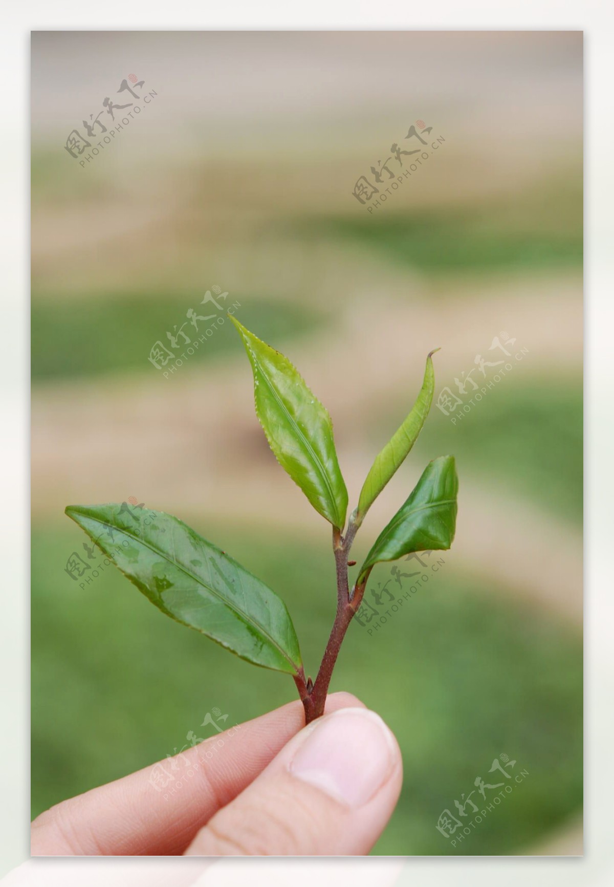 茶芽