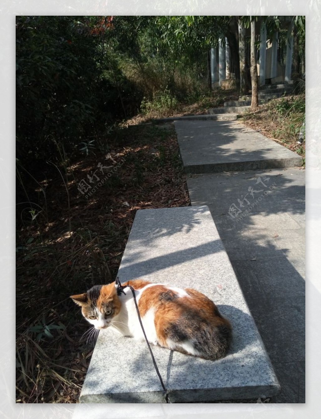 小花猫水草小路绿草绿藤