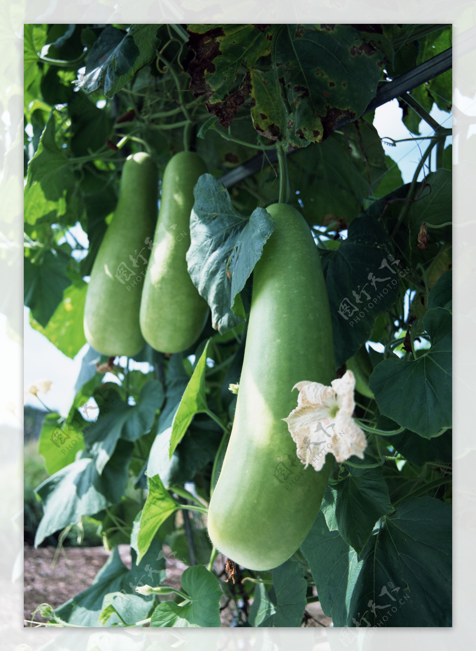 冬瓜怎样种植长得大、产量高？告诉你十个种植管理技巧 - 种植知识 - 花果之家