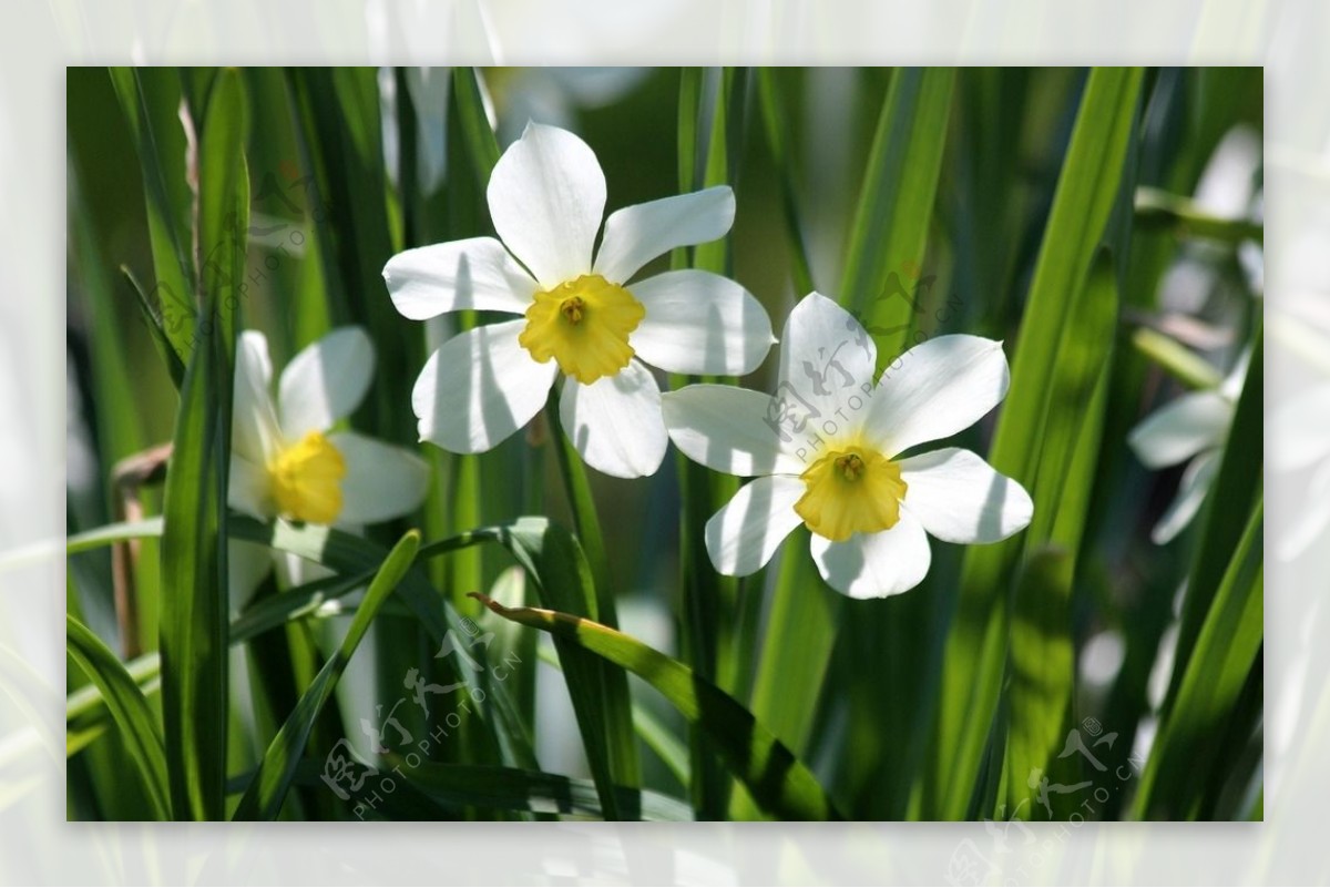 小清新白色水仙花