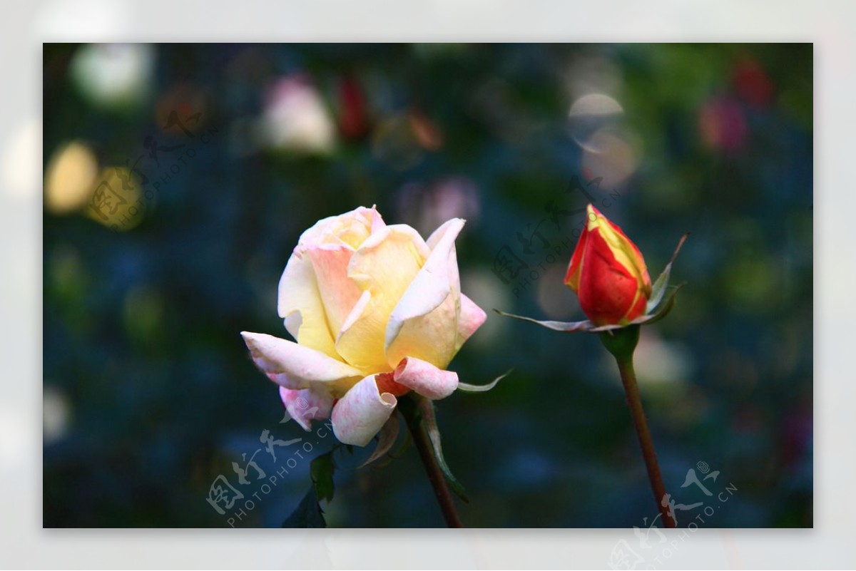 秋拍精品高清特写月季花