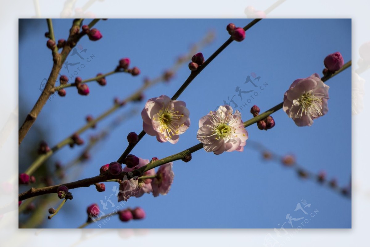 粉色的梅花