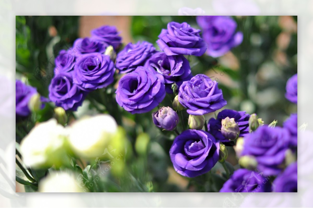 紫色桔梗花