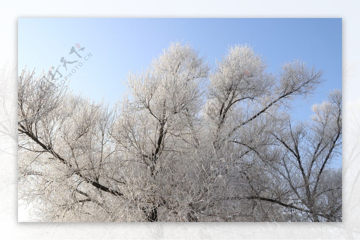树挂雪地东北冬天图片素材-编号35842158-图行天下