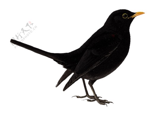 美丽神秘黑色小鸟产品实物