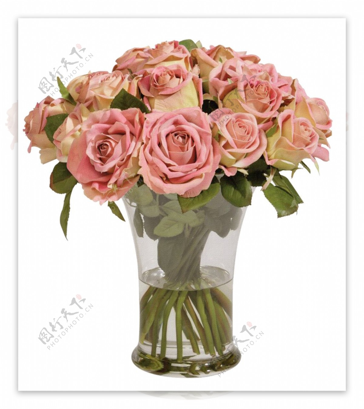 美丽盛开粉色玫瑰花花朵花束实物元素
