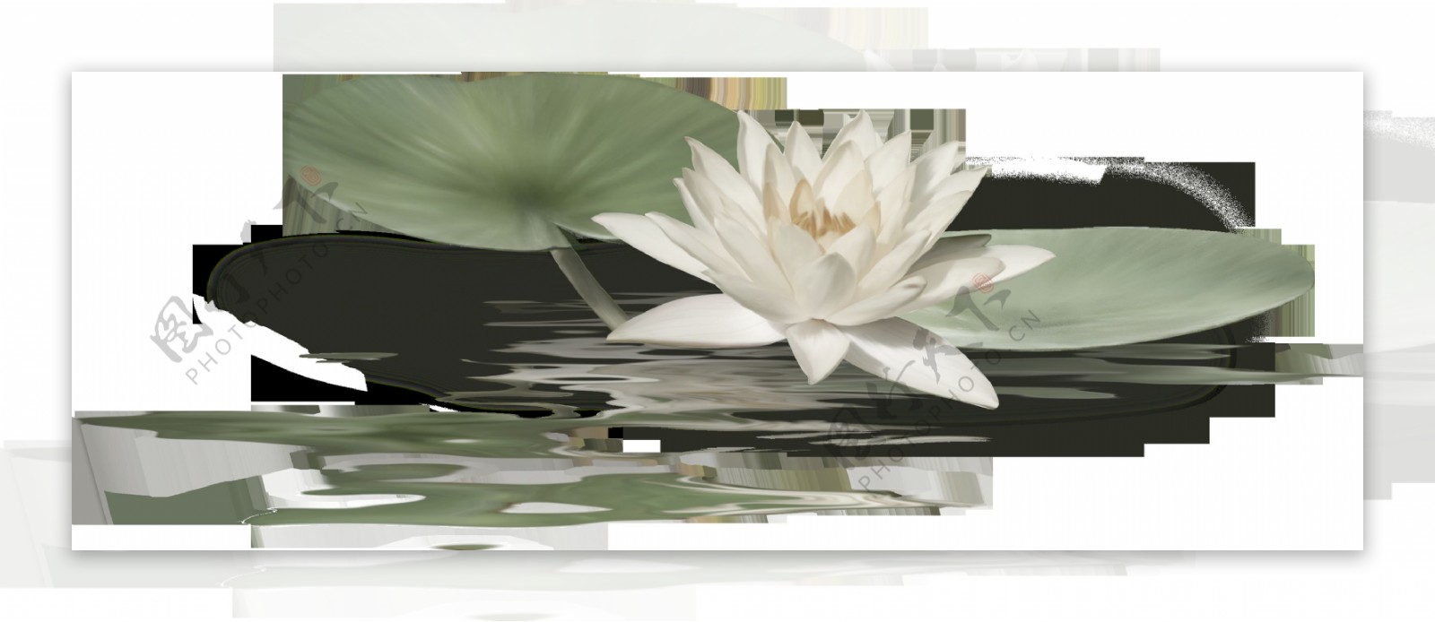 荷塘上的白莲花透明素材