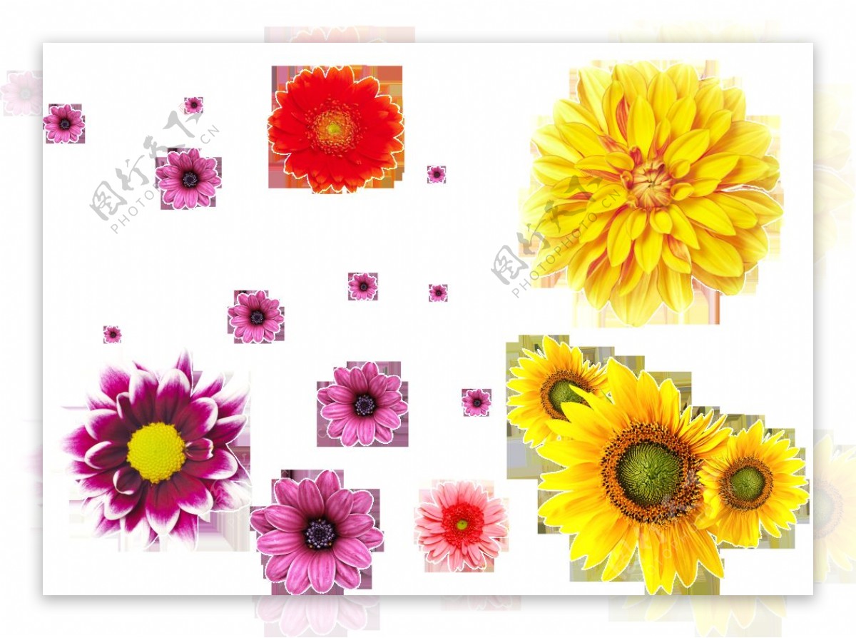各种颜色的菊花花朵透明素材