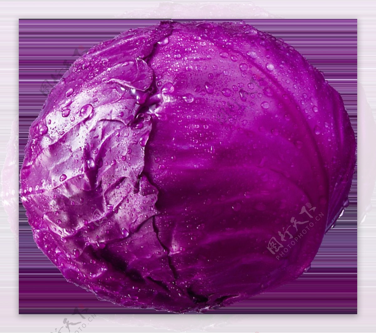 一棵新鲜的紫椰菜