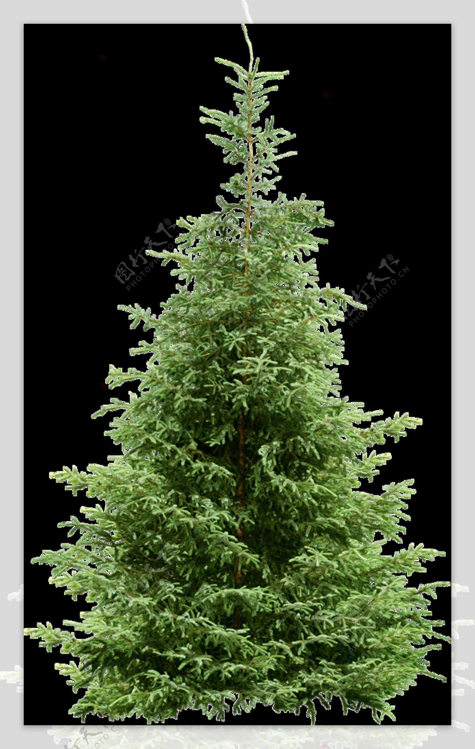一棵茂盛的圣诞树透明植物素材