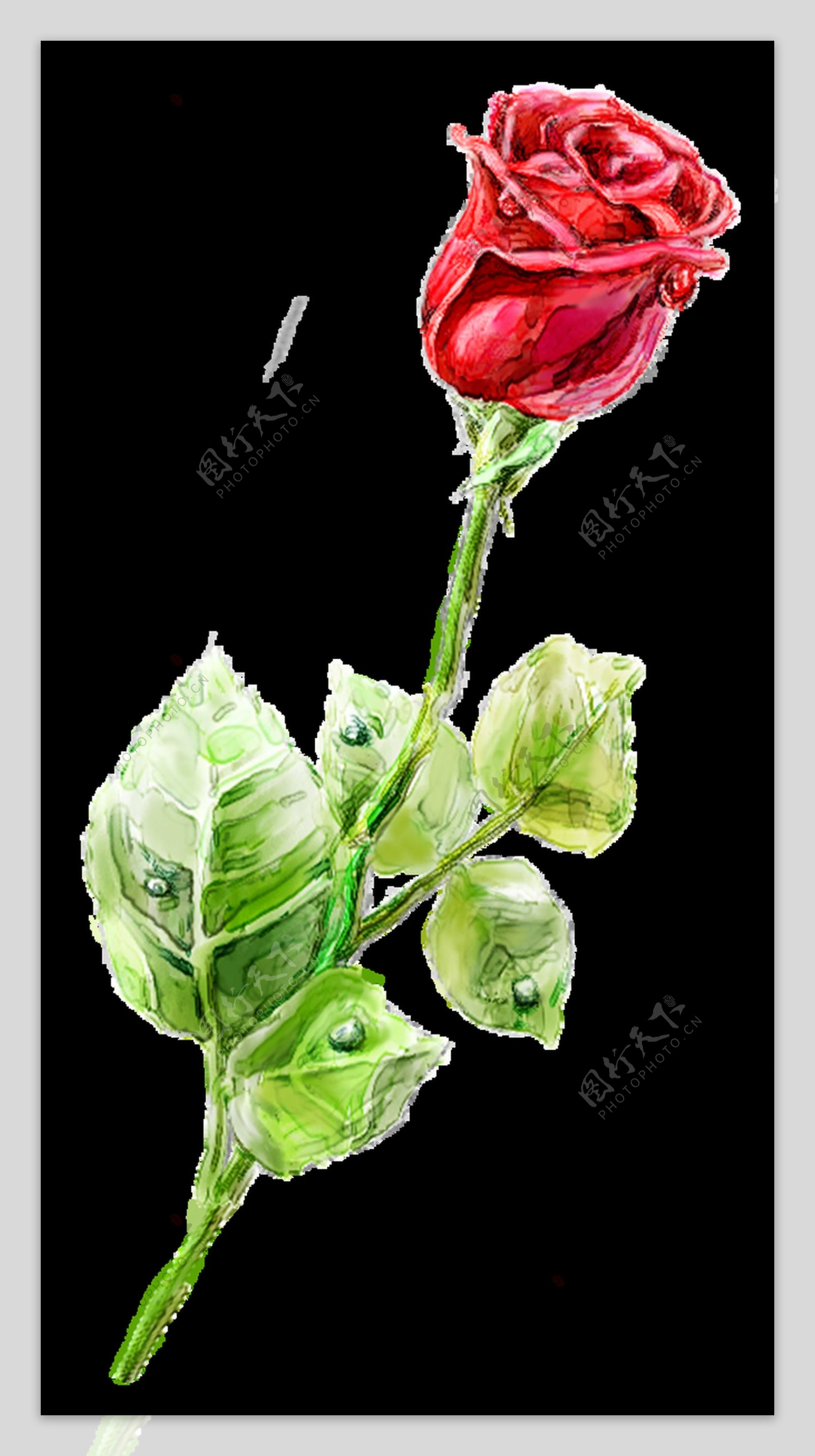 一株美丽的玫瑰花透明植物素材