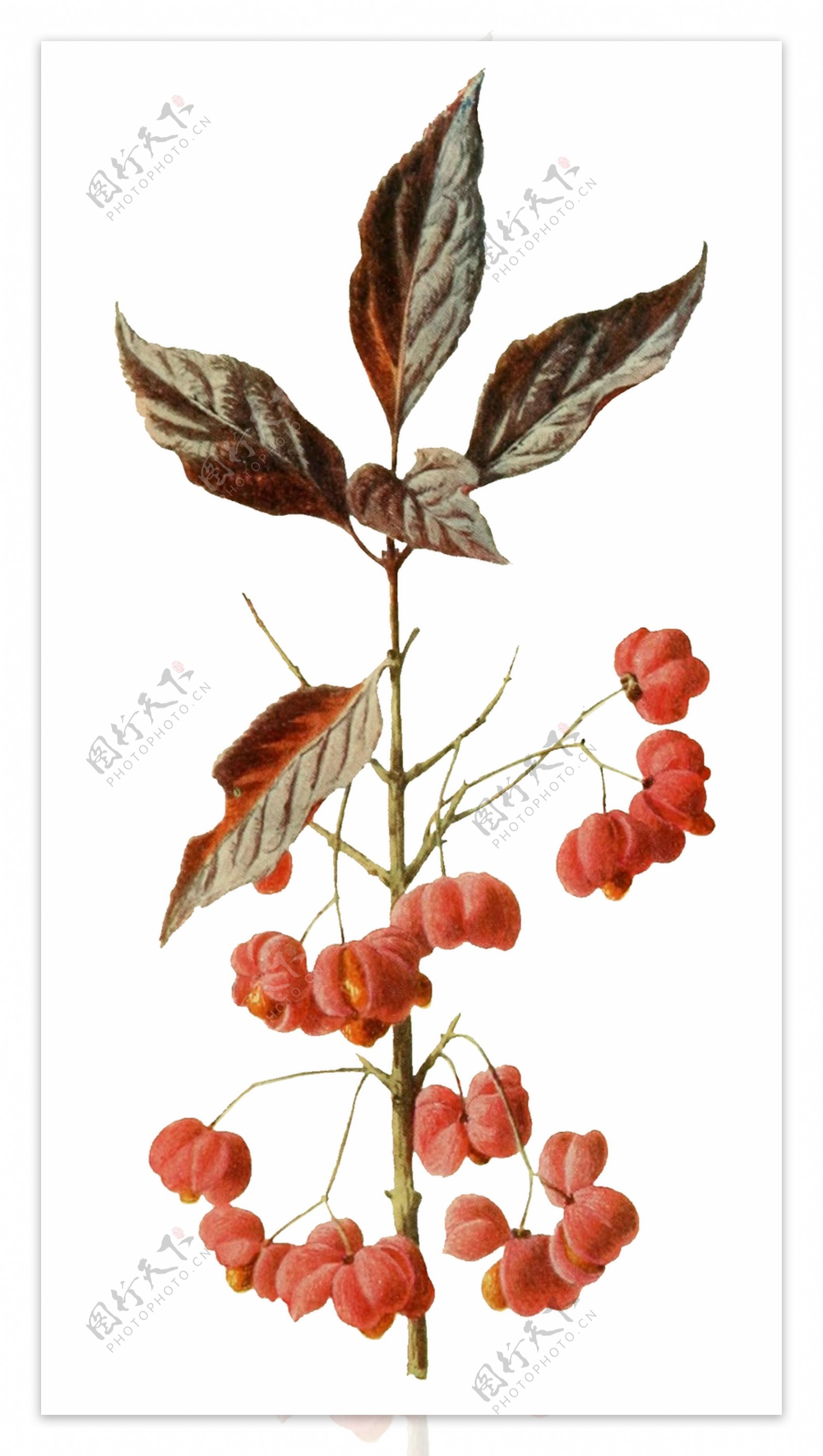 手绘一株红色植物树枝透明装饰素材