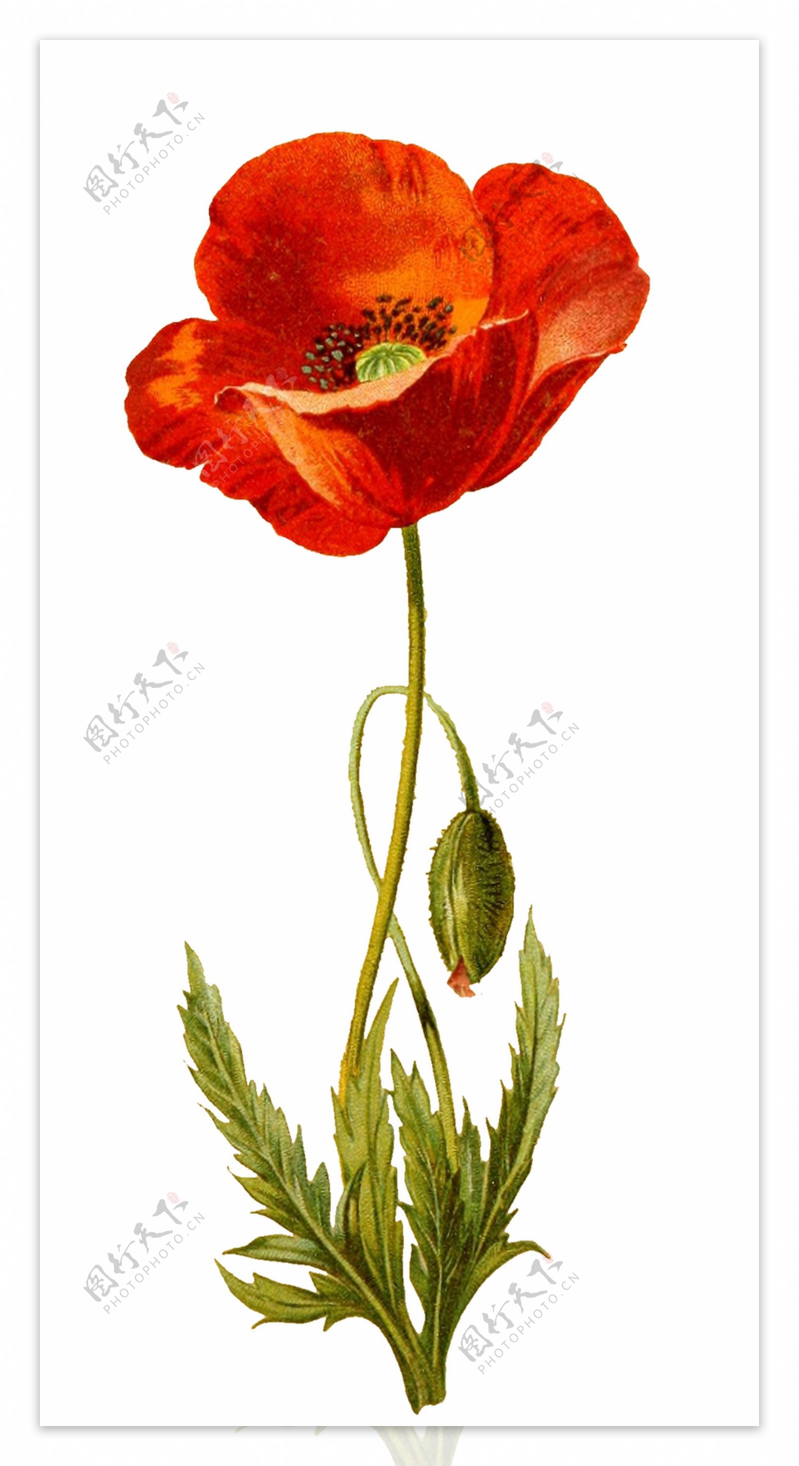 手绘一棵红色花卉植物透明装饰素材