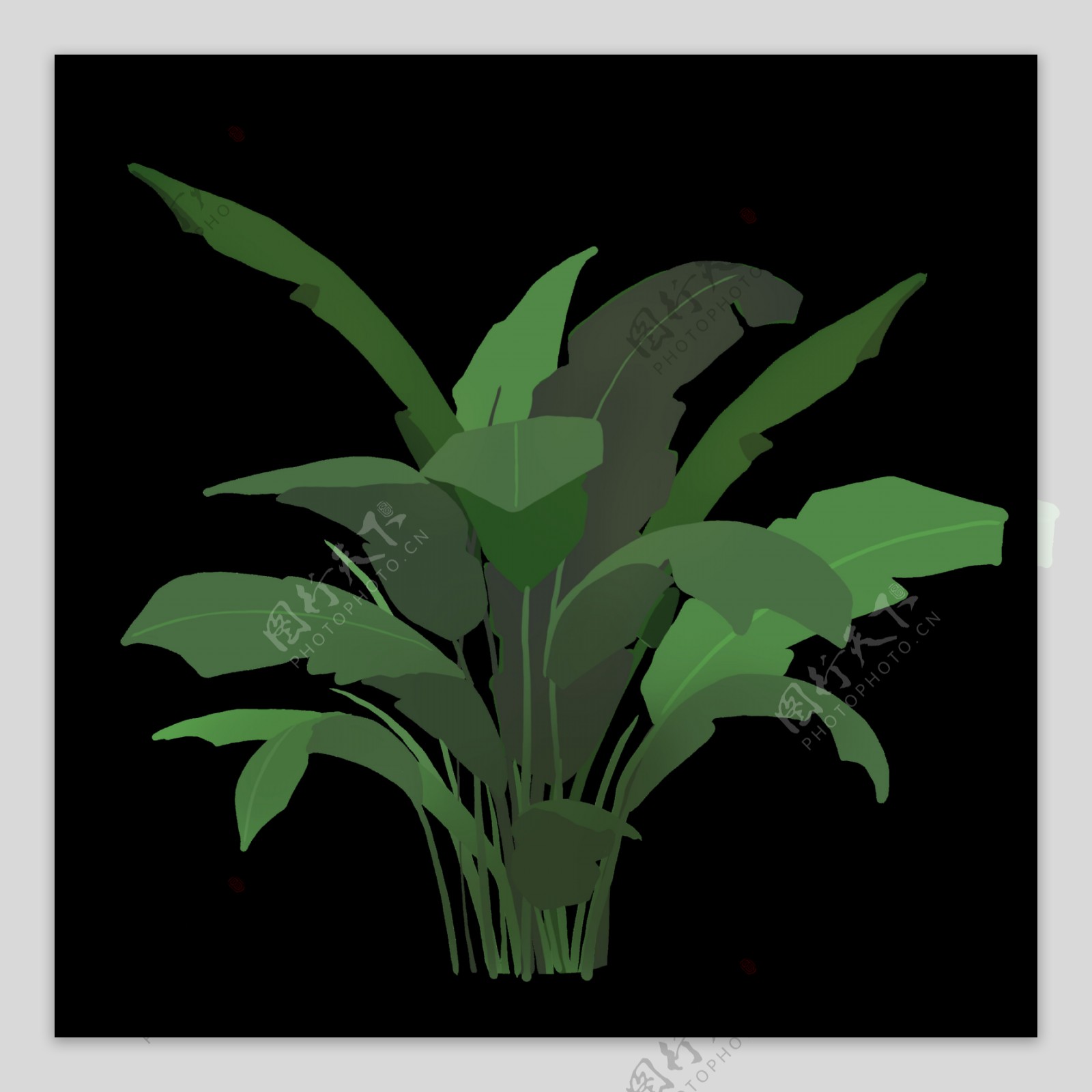 芭蕉叶植物PNG透明素材