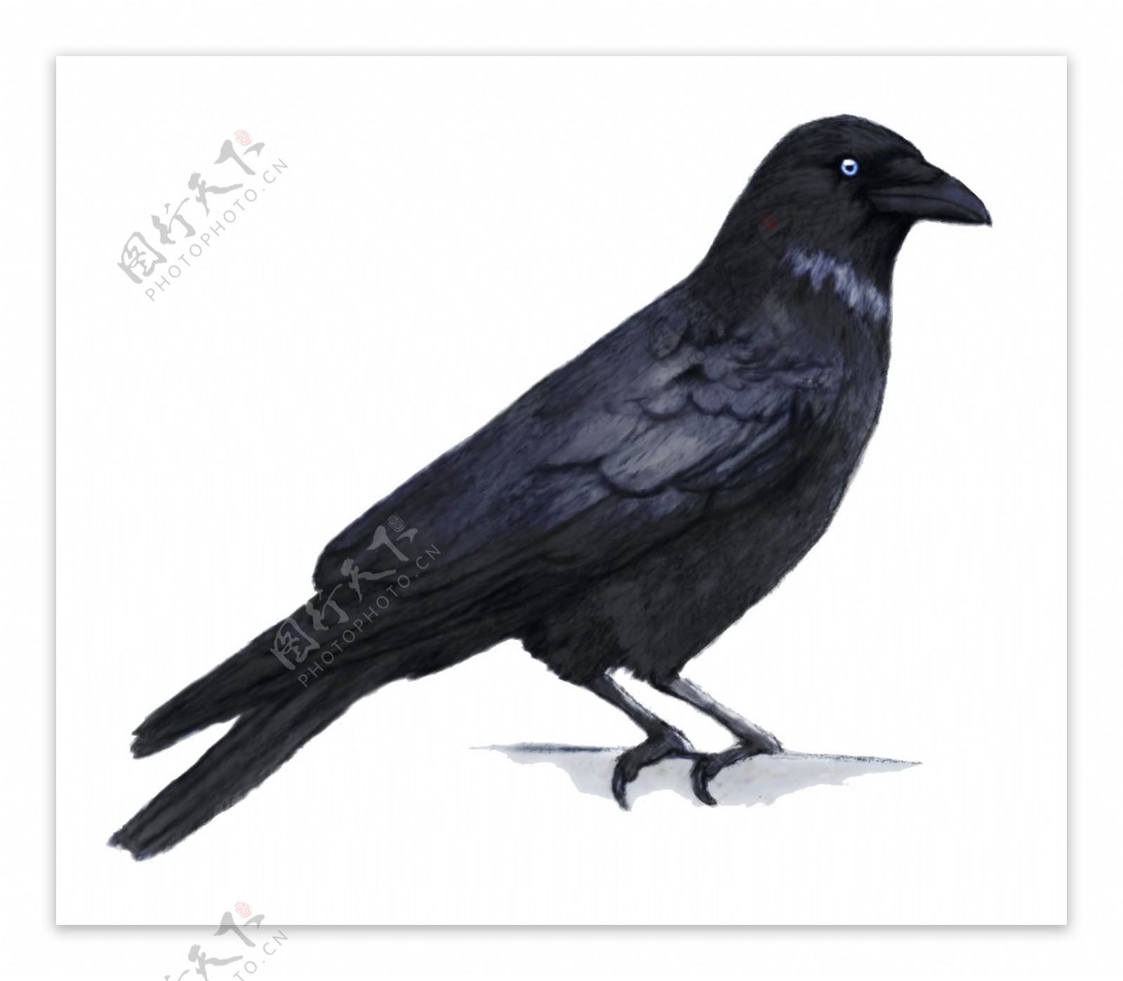 黑色小鸟png元素