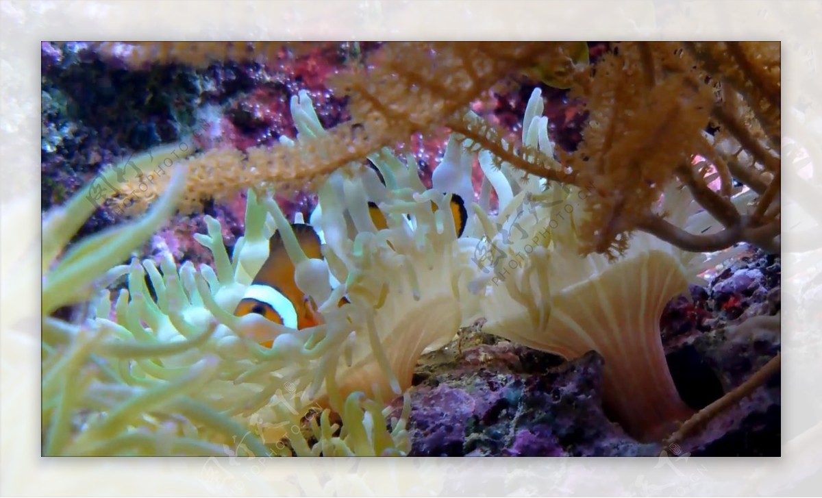 小丑鱼在海葵视频素材