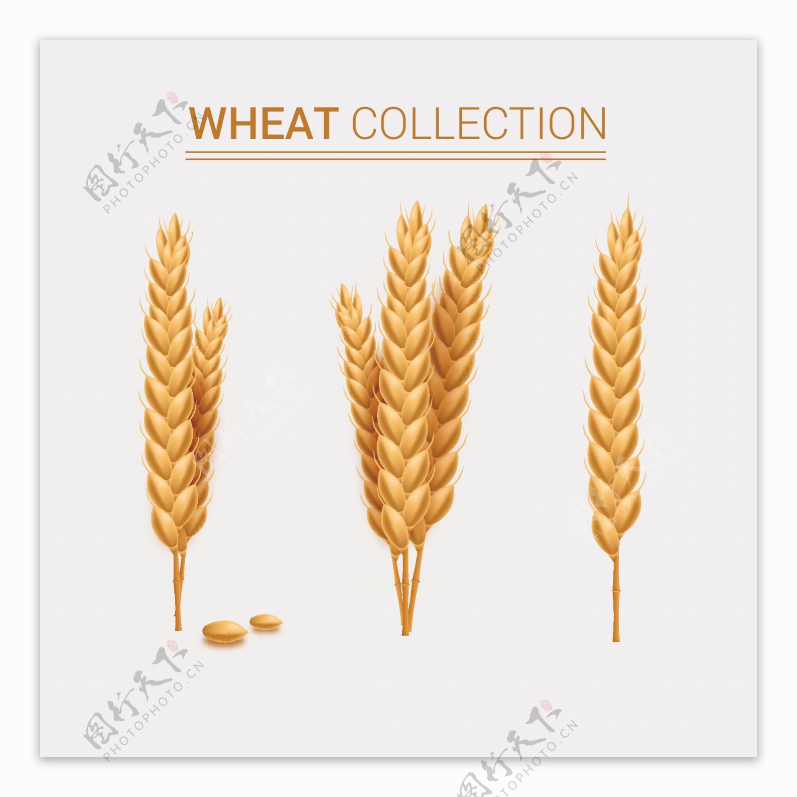 3束小麦合集插画设计