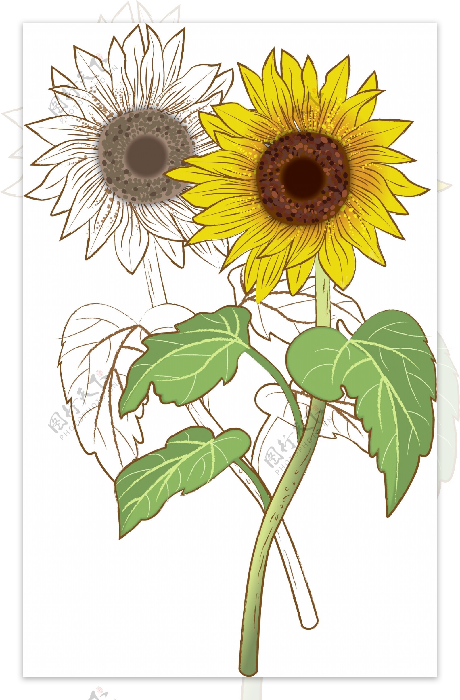 清新插画手绘植物阳光向日葵