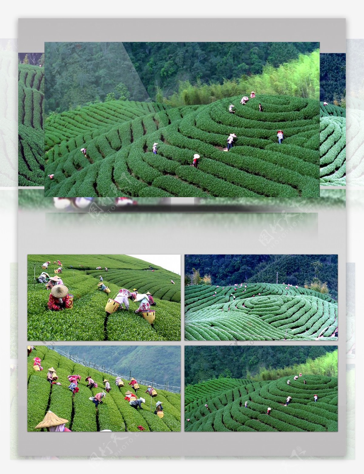 大型茶园集体采茶