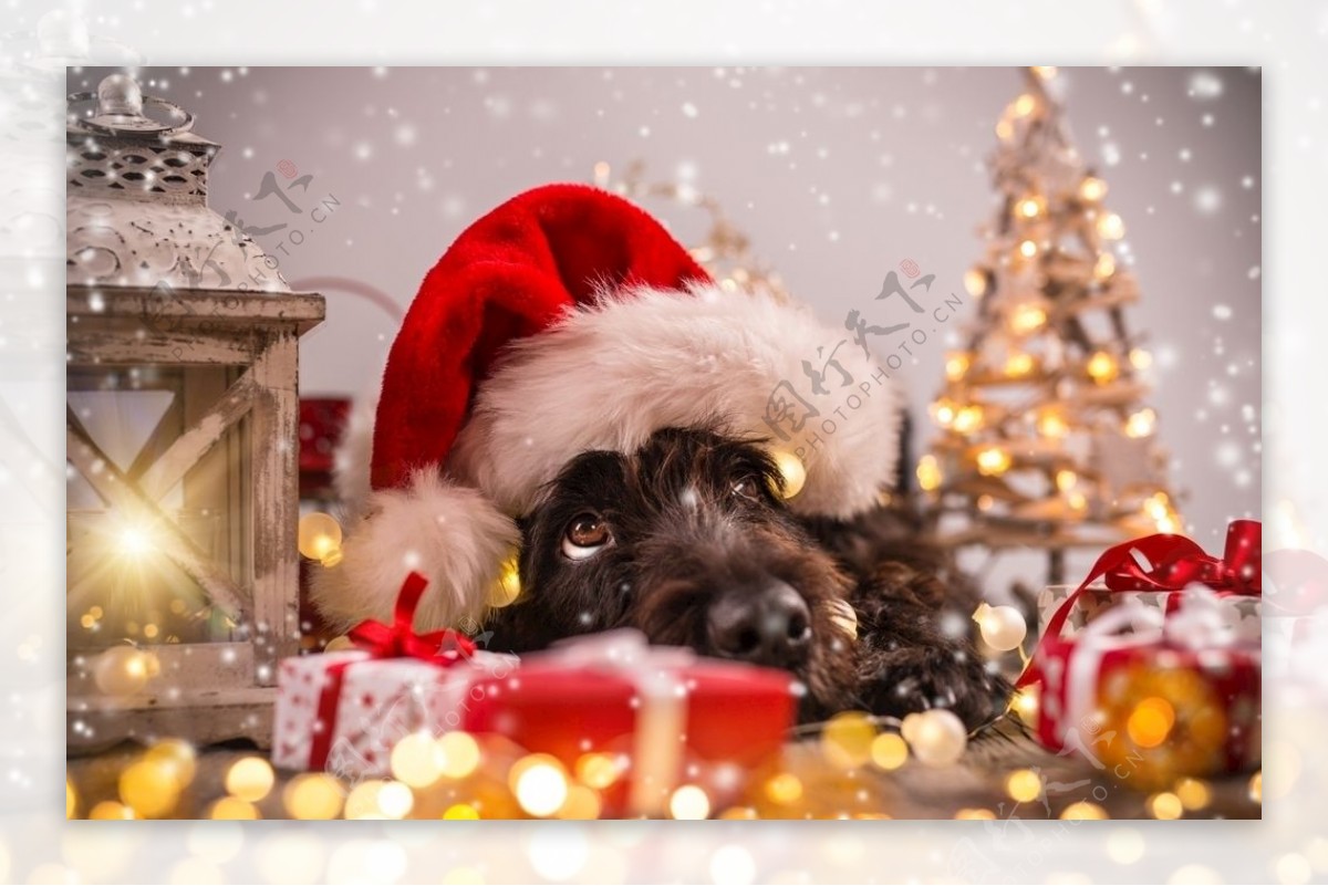 狗狗动物摄影圣诞金色