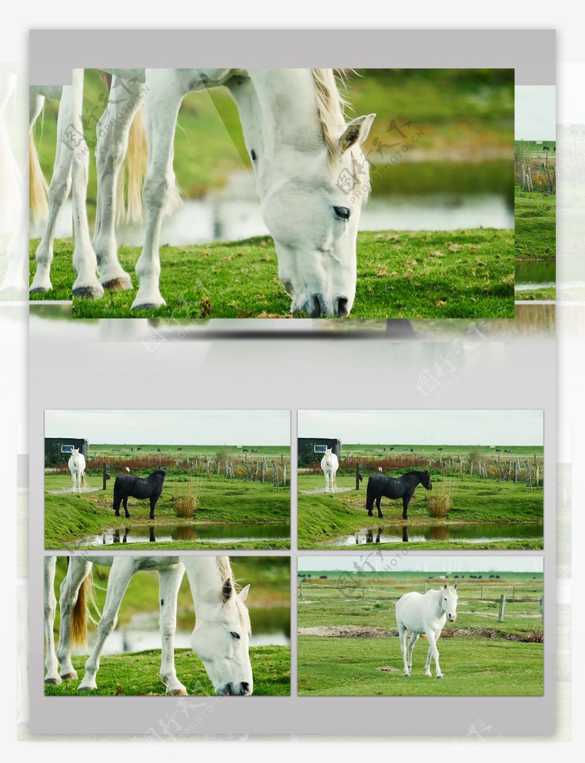 4k农场草原黑白马马匹和谐自然景观