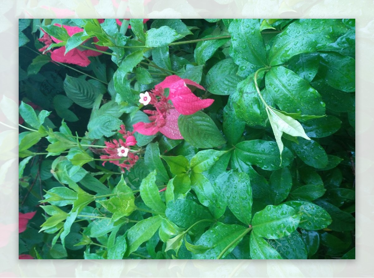 热带红色花朵大叶植物