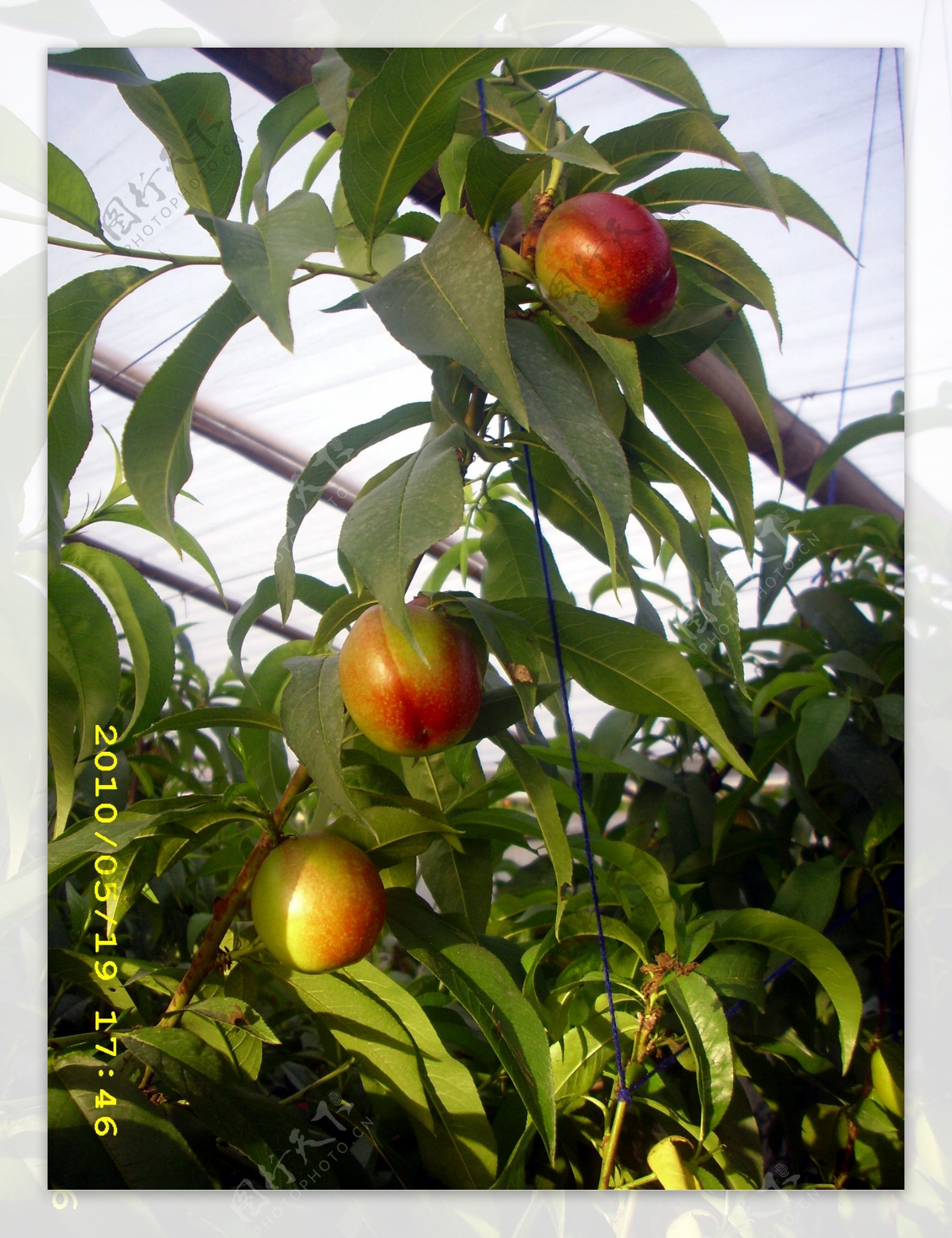 油桃品种 — 绿果农产品品种