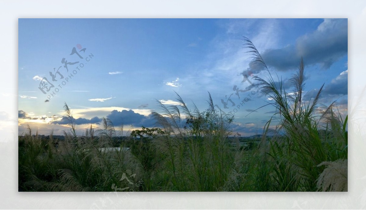 芦苇林夕阳风光