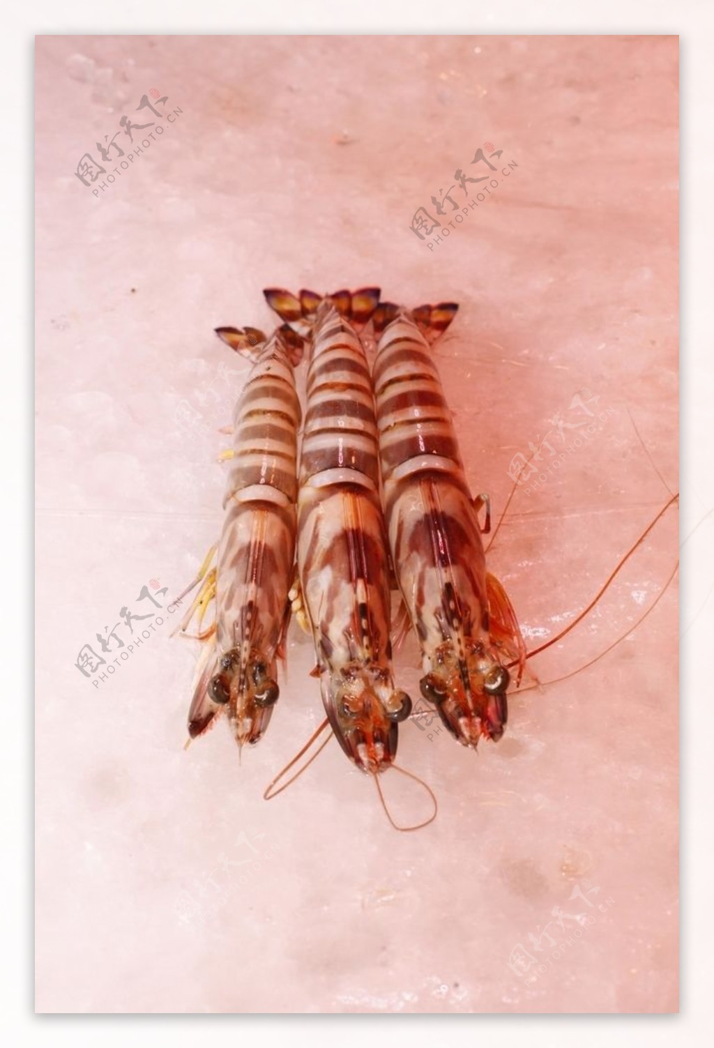 深海九节虾