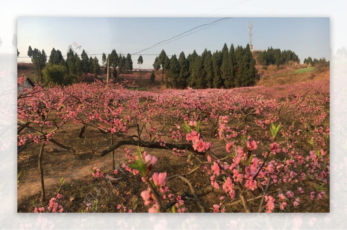 桃花开