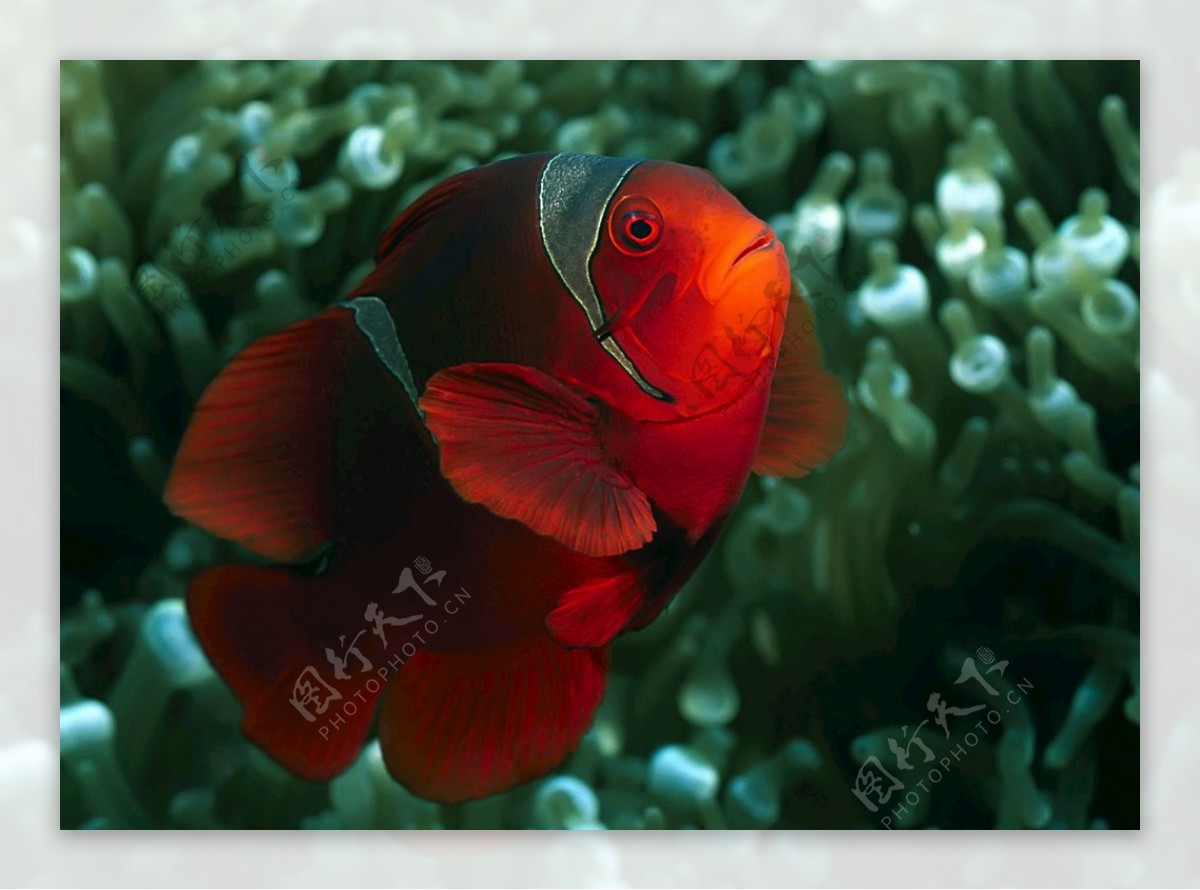 色彩热带鱼
