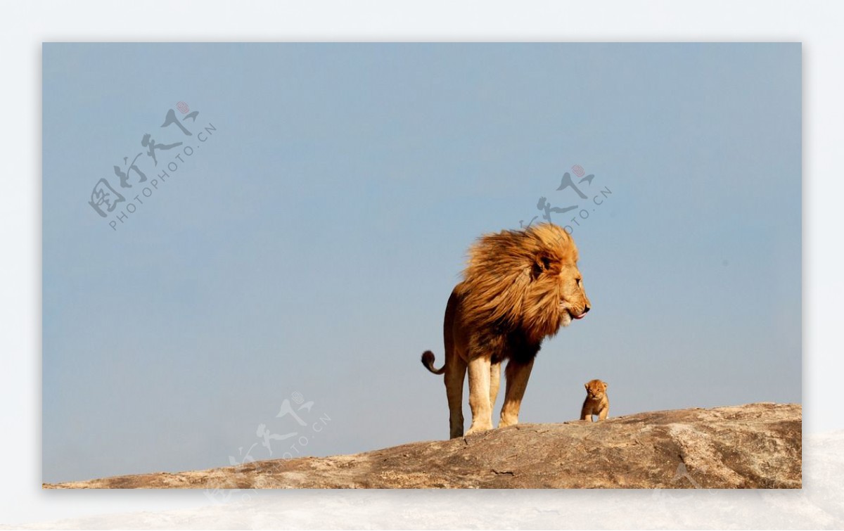 狮王与幼狮