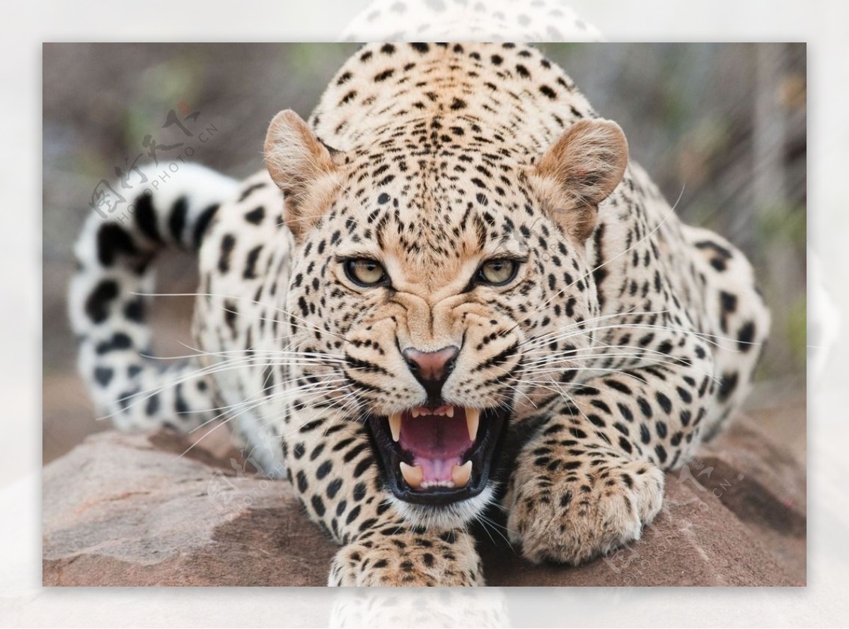 豹 动物 豹子凝视 - Pixabay上的免费图片 - Pixabay