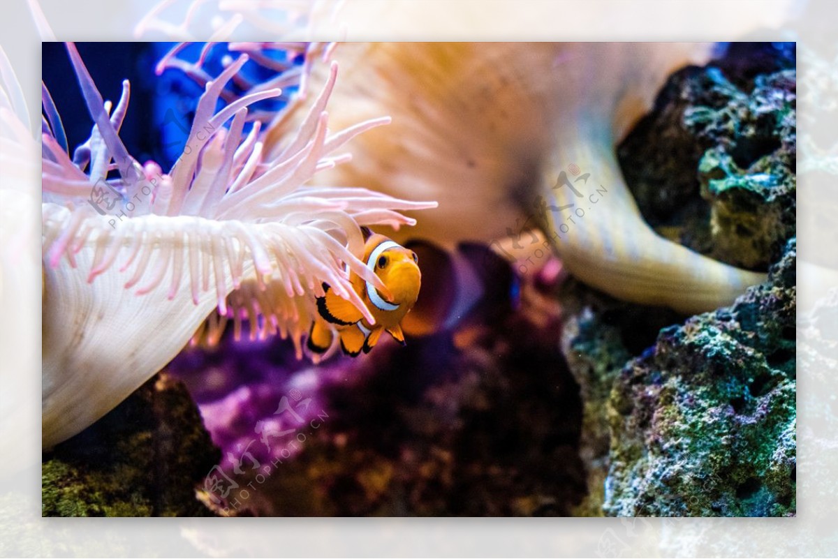 珊瑚小丑鱼