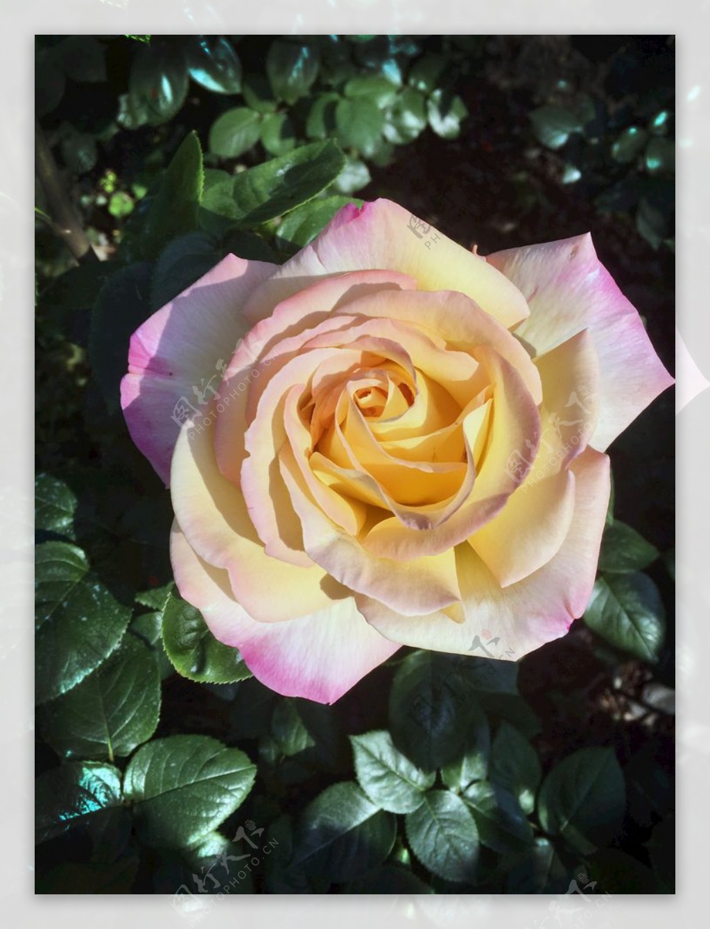漂亮的多色玫瑰花月季花高清大图