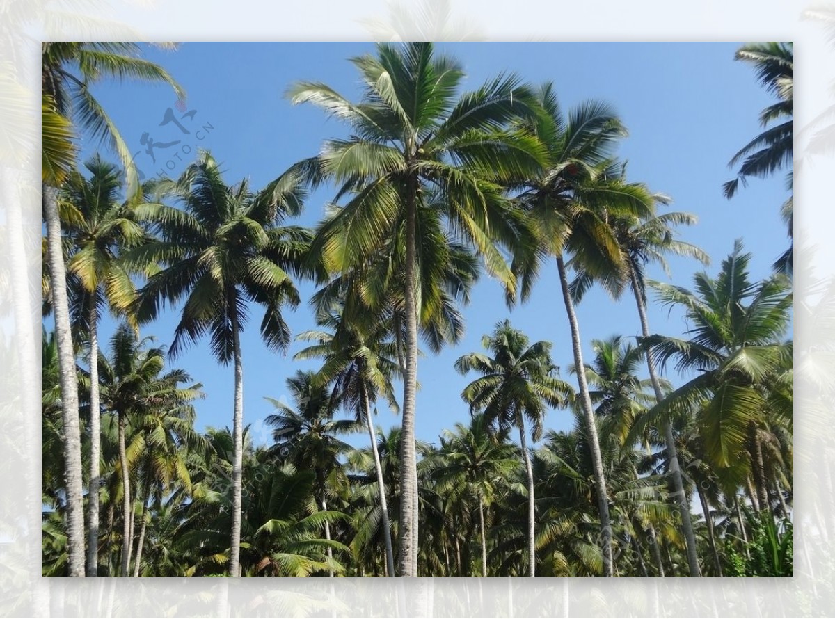 【椰风海韵——东郊椰林摄影图片】东郊椰林风光摄影_太平洋电脑网摄影部落