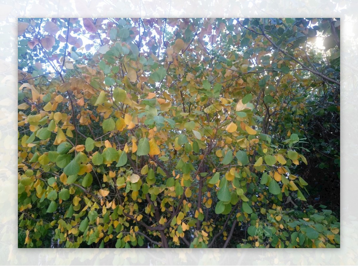 初秋黄绿色树冠