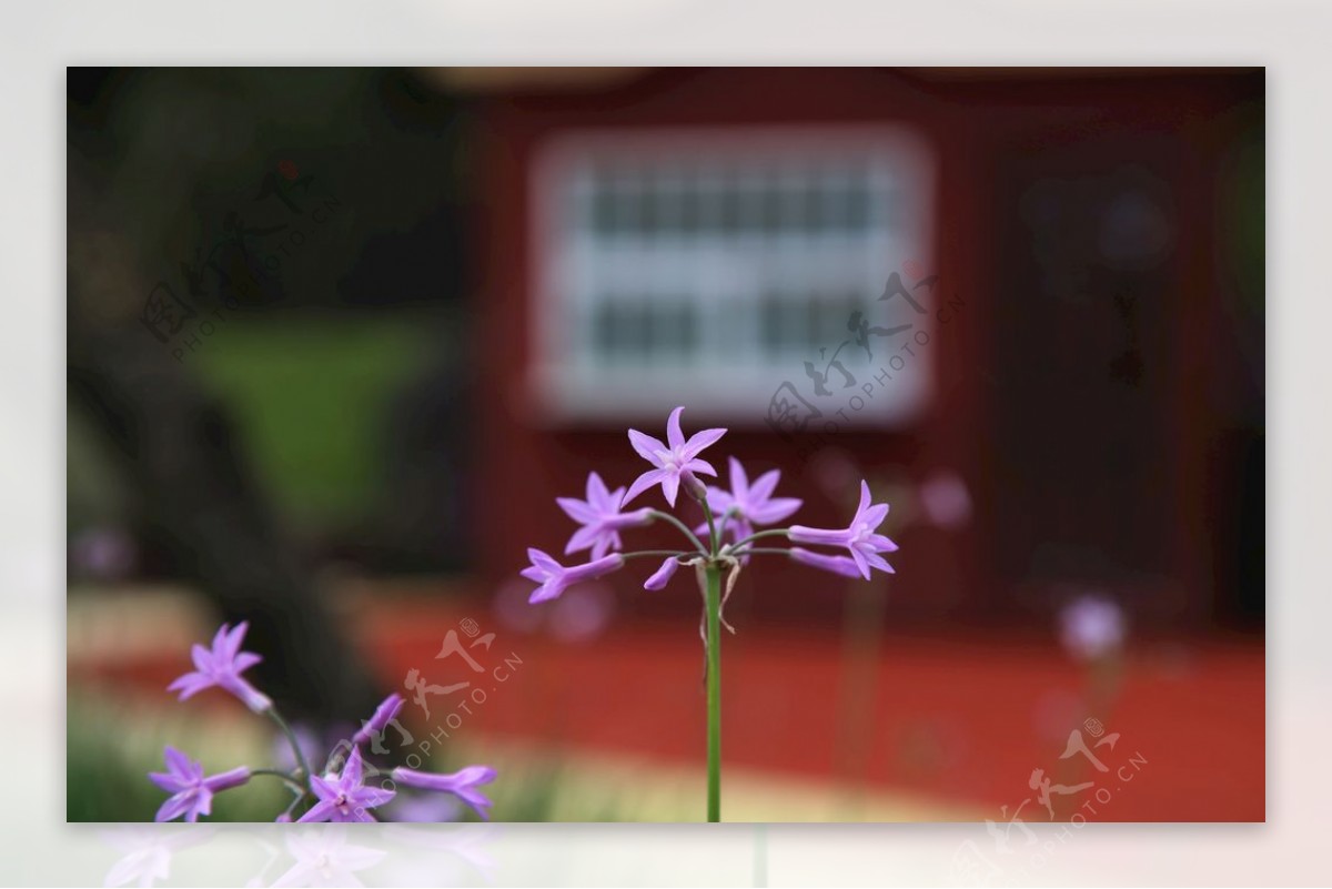 不知名的小紫花