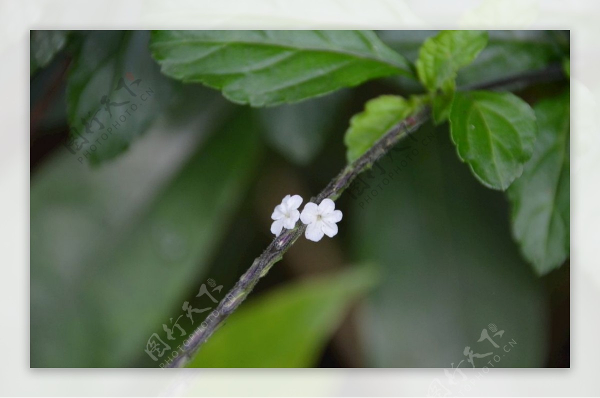 美丽的白色小花