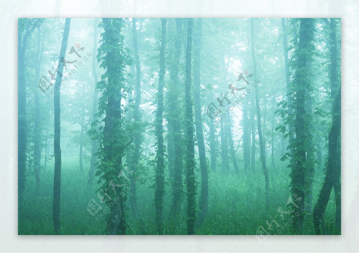 深山森林荆棘树木电脑壁纸图片_电脑壁纸图片_GOGO图库网