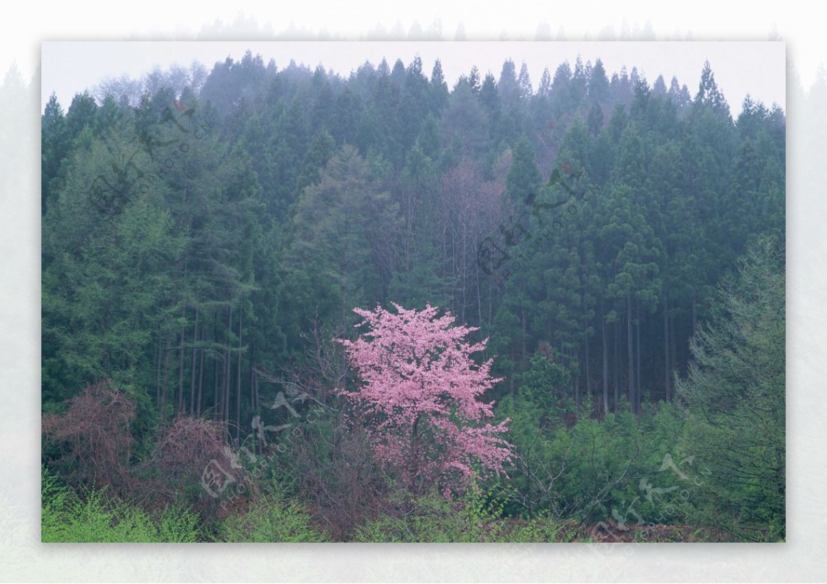 桃花树