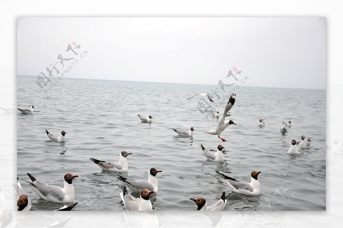 青海湖的鸟类